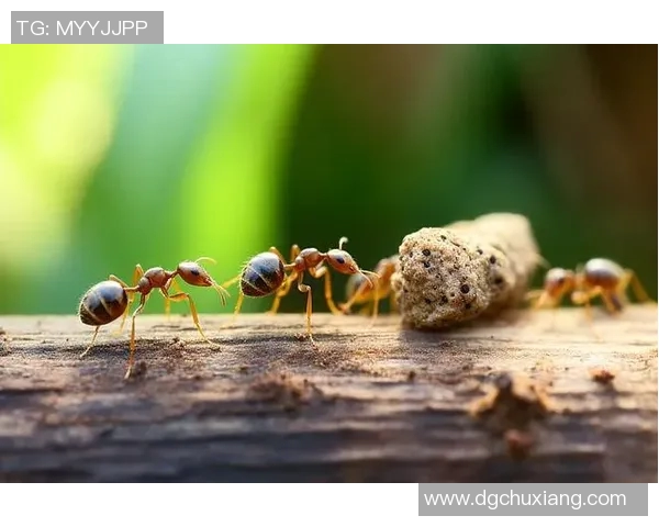 蚂蚁森林助力绿色足球明星名单揭晓环保与运动的完美结合